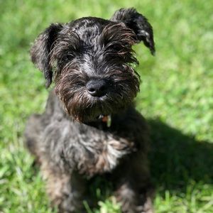 Meet your Posher, Ana